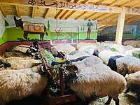 DEPODAN UYGUN FİYATA MALTEPE ADAK KURBAN SATIŞ VE KESİM YERİ #1273260951