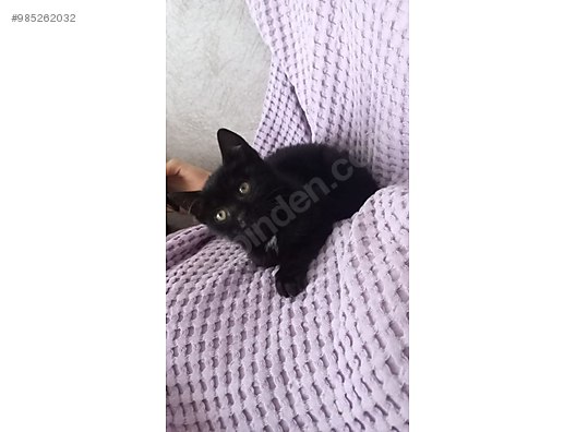 kedi diger irklar dunya tatlisi yavru kedi sahibinden comda 985262032