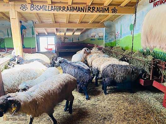 Pets & Livestock / Small Livestock / Sheep