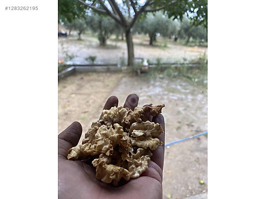 Used & Brand New Items / Foods & Feed / Dried Nuts