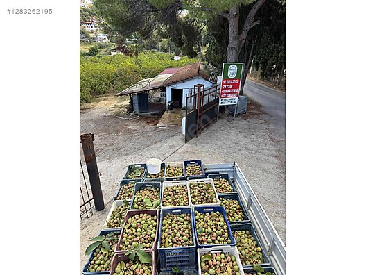 Used & Brand New Items / Foods & Feed / Dried Nuts