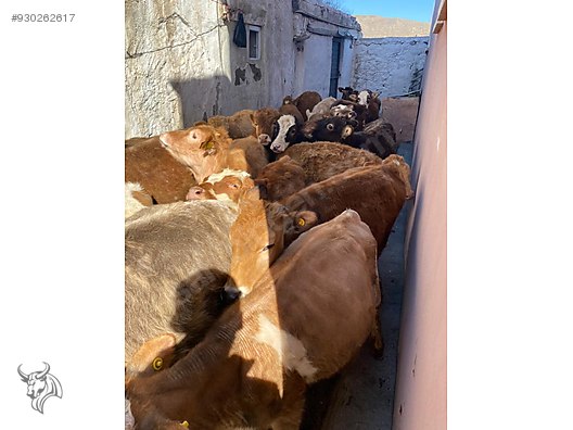 kars hayvan pazari 6 8 aylik duve tem in edilir turkiye nin ucretsiz ilan sitesi sahibinden com da 930262617