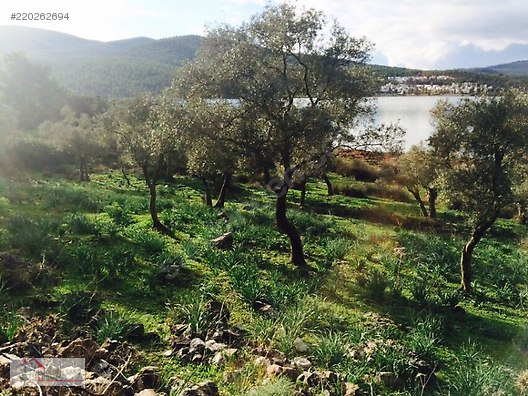 didim balova bozseki seyrantepe yesiltepe kazikli satilik arsa satilik arsa ilanlari sahibinden com da 220262694