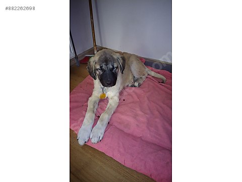 Kopek Diger Irklar Yardima Gereksinimi Var Sahibinden Comda 882262698