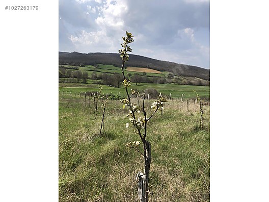 ÇATALCA BAŞAKKÖYDE MÜSTAKİL TAPULU TARLA Satılık Arsa İlanları