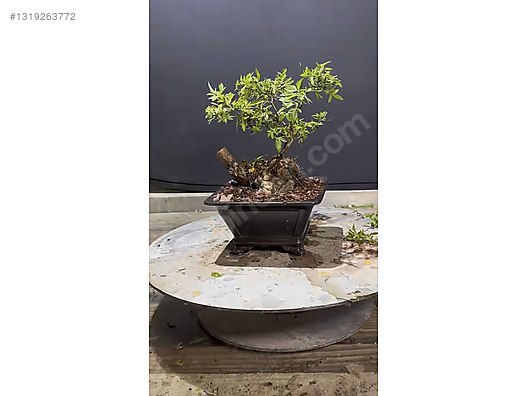 İstenilen Tasarım Canlı Bonsai on sahibinden.com - 1319263772