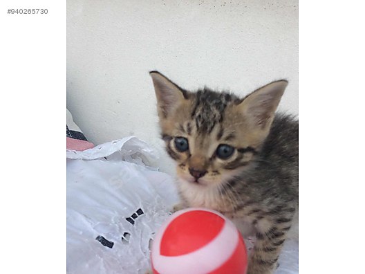 Kedi Tekir Pati Bebek Yuvasini Ariyor Sahibinden Comda 940265730