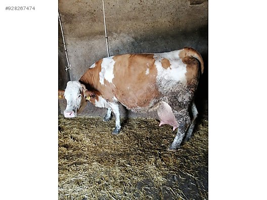 yeni dogurmus simental inek turkiye nin ucretsiz ilan sitesi sahibinden com da 928267474
