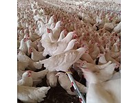 Bahcelievler Satilik Tavuk Cinsleri Ve Fiyatlari Sahibinden Com Da