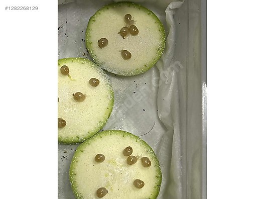 Hayvanlar Alemi / Böcekler / Diğer Türler