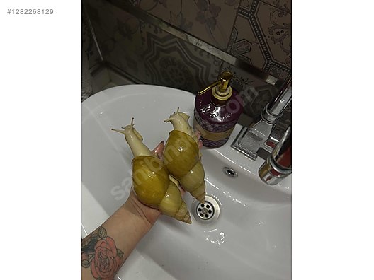 Hayvanlar Alemi / Böcekler / Diğer Türler