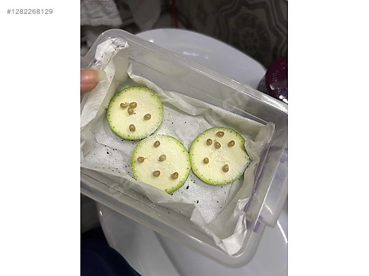 Hayvanlar Alemi / Böcekler / Diğer Türler