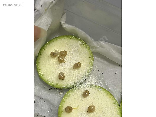 Hayvanlar Alemi / Böcekler / Diğer Türler