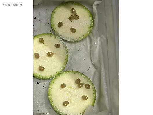 Hayvanlar Alemi / Böcekler / Diğer Türler