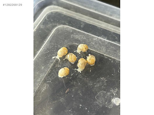 Hayvanlar Alemi / Böcekler / Diğer Türler