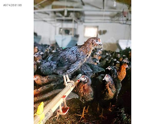 In0 T4zmbwhxm In0 T4zmbwhxm