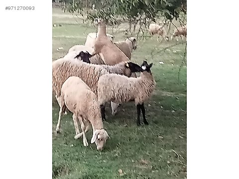 koyun satilik damizlik genc koyun sahibinden comda 971270093