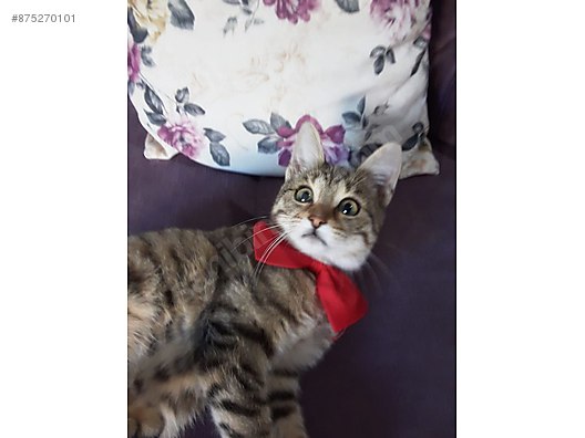 Kedi Tekir Ankara Eryaman Ucretsiz Yavru Kedi Sahiplendirme Sahibinden Comda 875270101