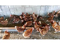 Satilik Kumes Hayvanlari Ilanlari Sahibinden Com 2