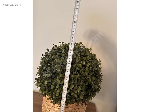 Ikea boxwood hotsell