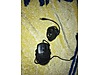 İkinci El ve Sıfır Alışveriş / Bilgisayar / Çevre Birimleri / Mouse