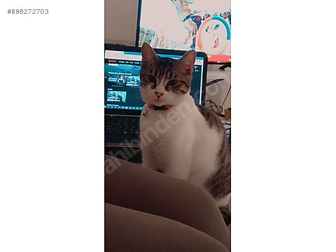 Kedi Tekir 7 Aylik Disi Kedi Sahiplendirme Sahibinden Comda 886272703