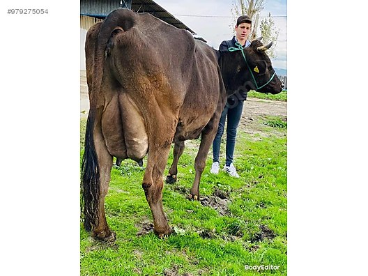 3 adet aa kalitede sut verimi yuksek damizlik inekler turkiye nin ucretsiz ilan sitesi sahibinden com da 979275054 3 adet aa kalitede sut verimi yuksek damizlik inekler turkiye nin ucretsiz ilan sitesi sahibinden com da 979275054