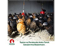satilik tavuk cinsleri ve fiyatlari sahibinden com da 43