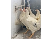 Igdir Merkez Satilik Tavuk Cinsleri Ve Fiyatlari Sahibinden Com Da Igdir Merkez Satilik Tavuk Cinsleri Ve Fiyatlari Sahibinden Com Da