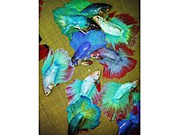 HALFMOON JUMBO XXL ERKEK VE DİŞİ BETALAR SEHIR DISI GONDERIM YOK #1283277123