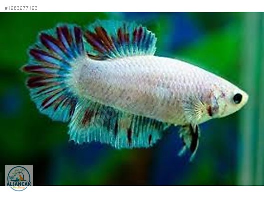 Hayvanlar Alemi / Akvaryum Balıkları / Labirentli Balıklar / Betta