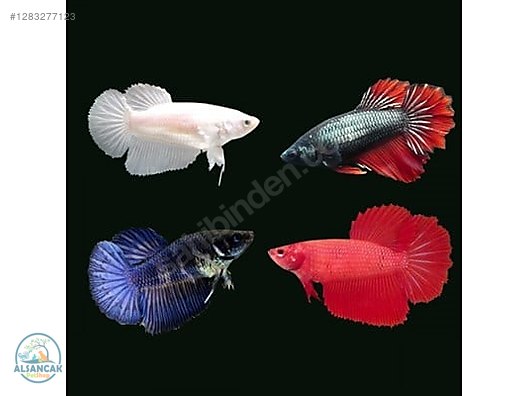 Hayvanlar Alemi / Akvaryum Balıkları / Labirentli Balıklar / Betta