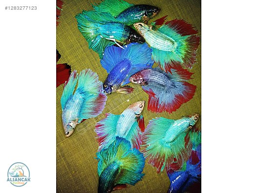 Hayvanlar Alemi / Akvaryum Balıkları / Labirentli Balıklar / Betta