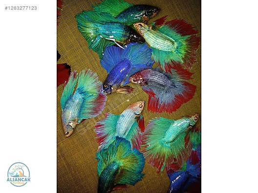 Hayvanlar Alemi / Akvaryum Balıkları / Labirentli Balıklar / Betta