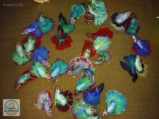 Hayvanlar Alemi / Akvaryum Balıkları / Labirentli Balıklar / Betta