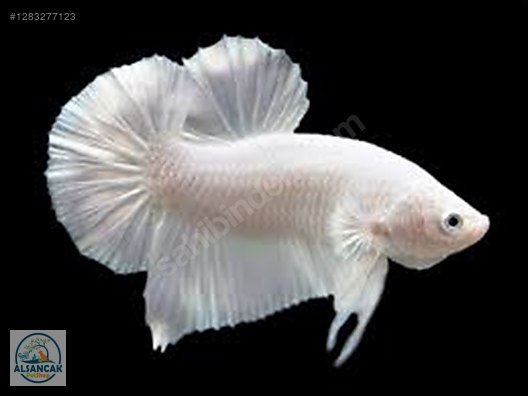 Hayvanlar Alemi / Akvaryum Balıkları / Labirentli Balıklar / Betta