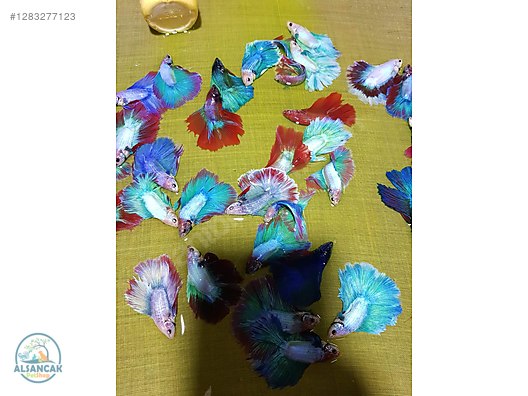 Hayvanlar Alemi / Akvaryum Balıkları / Labirentli Balıklar / Betta