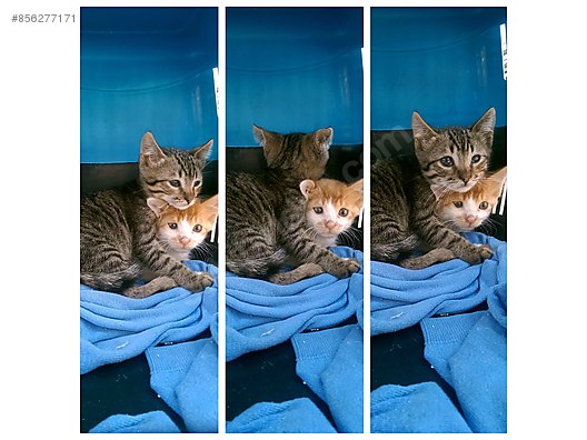 Kedi Sarman Yuva Ariyor Sahibinden Comda 856277171