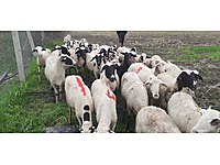 satilik kuzu cinsleri ve fiyatlari sahibinden com da satilik kuzu cinsleri ve fiyatlari sahibinden com da