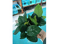 ANUBIAS AMAZON JAVA FERN MOSS LEPİSTES OTU GUL SAZ ELODEA #1283277464