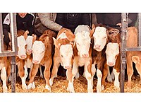 satilik buyukbas hayvanlar ilanlari ve fiyatlari sahibinden com da 16 satilik buyukbas hayvanlar ilanlari ve fiyatlari sahibinden com da 16