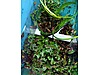 Pets & Livestock / Accessories / Fish / Aquarium Plants