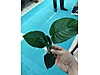 Pets & Livestock / Accessories / Fish / Aquarium Plants
