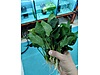 Pets & Livestock / Accessories / Fish / Aquarium Plants