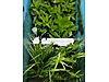 Pets & Livestock / Accessories / Fish / Aquarium Plants