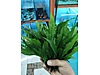 Pets & Livestock / Accessories / Fish / Aquarium Plants
