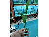 Pets & Livestock / Accessories / Fish / Aquarium Plants