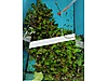 Pets & Livestock / Accessories / Fish / Aquarium Plants