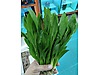 Pets & Livestock / Accessories / Fish / Aquarium Plants