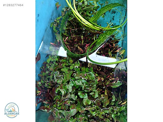 Pets & Livestock / Accessories / Fish / Aquarium Plants